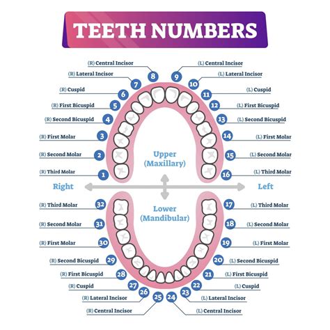 10 mfl bond dental charting