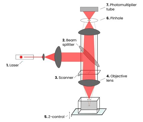 applications of confocal laser scanning microscopy to dental bonding